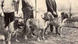 Dogue De Bordeaux History Behind The Breed American Kennel Club