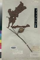 Image result for Massularia