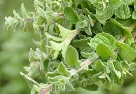 Maybe you would like to learn more about one of these? Mettre De L Origan Zaatar Distillation Des Plantes Facebook