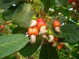 Image result for Anacardiaceae