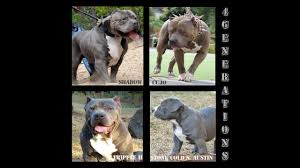 Aruba_pitbulls & pitbull xl updated their profile picture. Xxl American Bully Xl Pitbull Biggest Pitbull Biggest American Bully Youtube