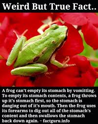 Weird Frog Fact Weird But True Animal Facts Weird Facts