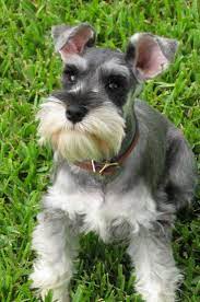 Miniature Schnauzer Alchetron The Free Social Encyclopedia
