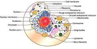 Check spelling or type a new query. Cell Structure And Functions With Diagram