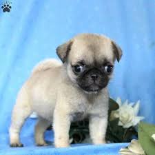 Pug puppies now ready little pug puppies for lovely and caring homes.they are well trained and love the companion of kids and other pets.please. Veronica Miniature Pug Puppy For Sale In Pennsylvania