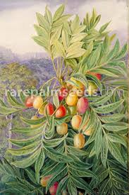 Image result for Harpephyllum afrum