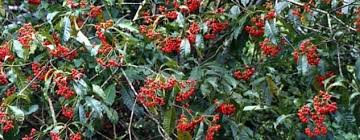 Image result for Rauvolfia vomitoria