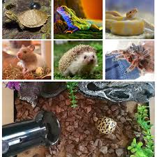 Since it is another infrared addition, it puts keeping your dog protected from the cold is part of being a fantastic pet owner. Heat Lamps Pet Ceramic Emitter Heater 50 Watts Buy Online At Best Prices In Pakistan Daraz Pk