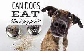 Can Dogs Eat Black Pepper Is Pepper Bad For Dogs Caninejournal Com