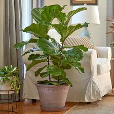 Sebab, kulit pisang kaya akan potassium dan mengandung. 5 Tanaman Hias Daun Yang Cocok Di Rumah Mulai Dari Fiddle Leaf Fig Hingga Pisang Pisangan Kipas Portal Jember