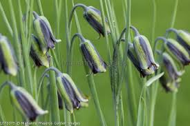 Image result for Maerua friesii