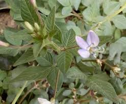 Image result for Cleome stricta