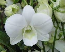 Big White Dendrobium Orchids Flowers By Category Sierra Flower Finder White Dendrobium Orchids Dendrobium Orchids Orchids