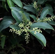 Image result for Embelia