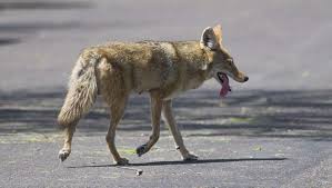 Check out the best motion detector lights with weatherproofing and smart tech compatibility. Ask Clay Wily Coyotes May Not Care If You Mark Your Territory