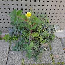 Image result for Sonchus wilmsii