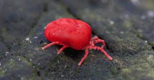 Maybe you would like to learn more about one of these? 7 Bugs That Look Like Ticks Most Common Look Alikes