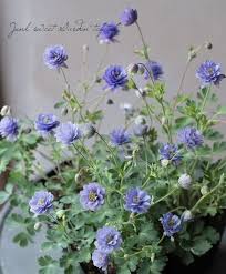 オダマキ サムシングブルー すべての商品 junk sweet garden tef tef シャビーシックな庭 美しい花 庭のプロジェクト