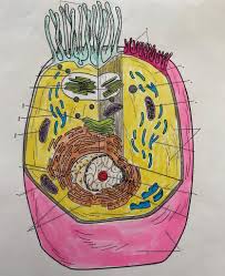 Most animal cells are roundish or irregular shape. Ch 7 Cell Structure Vocab And Animal Cell Diagram Diagram Quizlet
