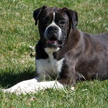 Maybe you would like to learn more about one of these? Puppyfind Boxer Puppies For Sale