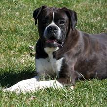 The reality encompasses so much more than the simple answer. Puppyfind Boxer Puppies For Sale