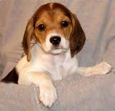 Beagles Are So Cute Beagle Rescue Beagle Cutest Puppy Ever