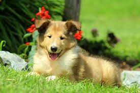 Collie puppies in dogs & puppies for sale. Miniature Collie Mix Puppies For Sale Greenfield Puppies