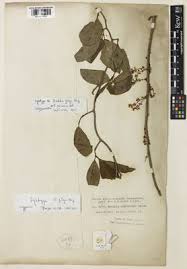 Image result for Embelia schimperi