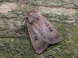 Image result for Graphiphora augur