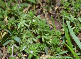 Image result for Sherardia arvensis