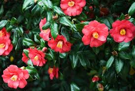 Winter Blooms That Carry Autumn Into Spring Camellia Bushes Are All Glossy Leaves And Bright Flowers A Japanese Brocad Flowering Shrubs Flowers Camellia Tree