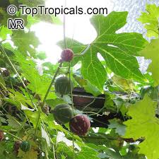 Image result for Diplocyclos