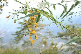 Image result for Smithia