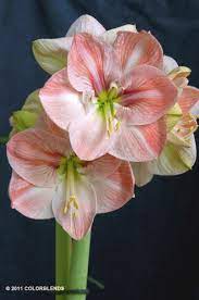 Amaryllis Bulbs Faro Amaryllis Bulbs For Sale Amaryllis Bulbs Amaryllis Flowers Flora Flowers