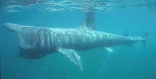 Check spelling or type a new query. Cetorhinus Maximus Discover Fishes