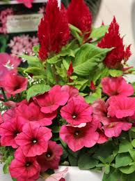 Louis area this is another annual that grows and flowers well in hot and humid locations. Top Red Annual Flowers For Your Garden Hgtv