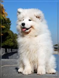 Correo Om Maz27 Hotmail Com In 2020 Samoyed Dogs Samoyed Puppy Beautiful Dogs