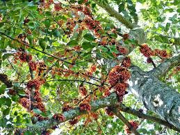 Image result for Halleria lucida