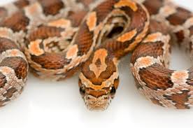 Black And White Corn Snake For Sale Corn Snake In Front Of A White Background Sponsored Snake Corn Front Background White Ad Corn Snakes For Sale Snakes For Sale Corn Snake