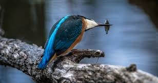 Bird With Colorful Feathers Name 25 Different Types Of Birds With Names And Pictures Common Kingfisher Kingfisher Birds