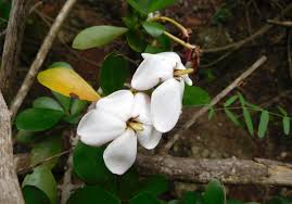 Image result for Hyperacanthus amoenus