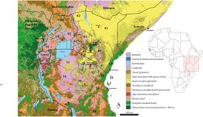 Image result for Justicia asystasioides