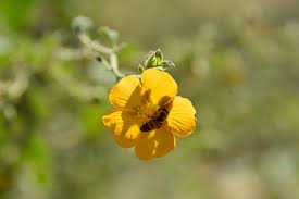 Image result for Melhania virescens