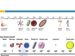 12 Hand Picked Microorganism Size Chart