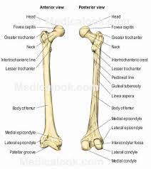 Thigh Human Anatomy Organs Anatomy Bones Medical Anatomy Anatomy