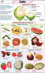 Fruits For Botany Chart