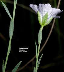 Image result for Linaceae