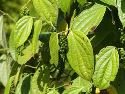 Image result for Piperaceae