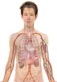 Posted in anatomy | tagged male, male anatomy, male anatomy diagram, male chart male body parts diagram. Human Body Diagrams Wikimedia Commons