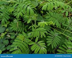 Image result for Mimosa diplotricha